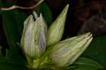 Striped gentian